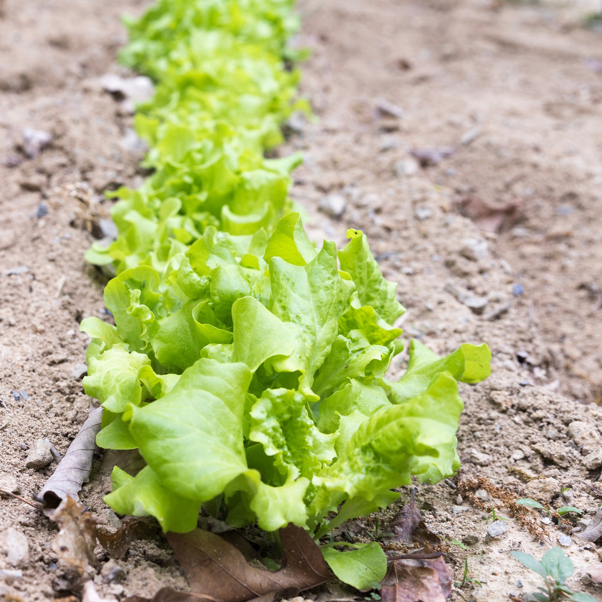black seeded simpson lettuce planting Lettuce: Black Seeded Simpson – Foundroot