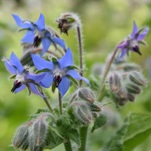 Load image into Gallery viewer, Borage: Common
