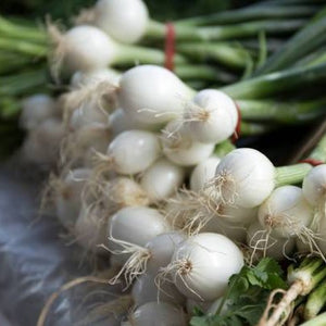 Onion: Crystal White Wax