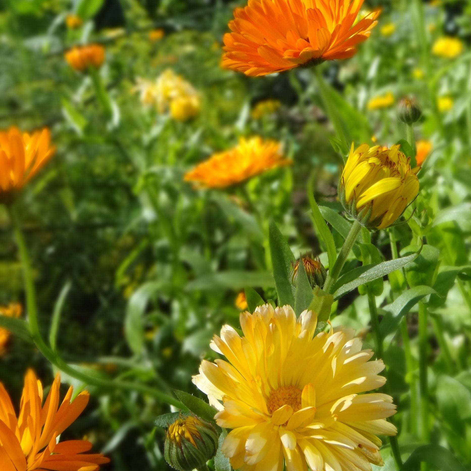 Semi Di Calendula (Calendula Officinalis), 5000 Semi Sfusi, OVM Seeds - Foto 6