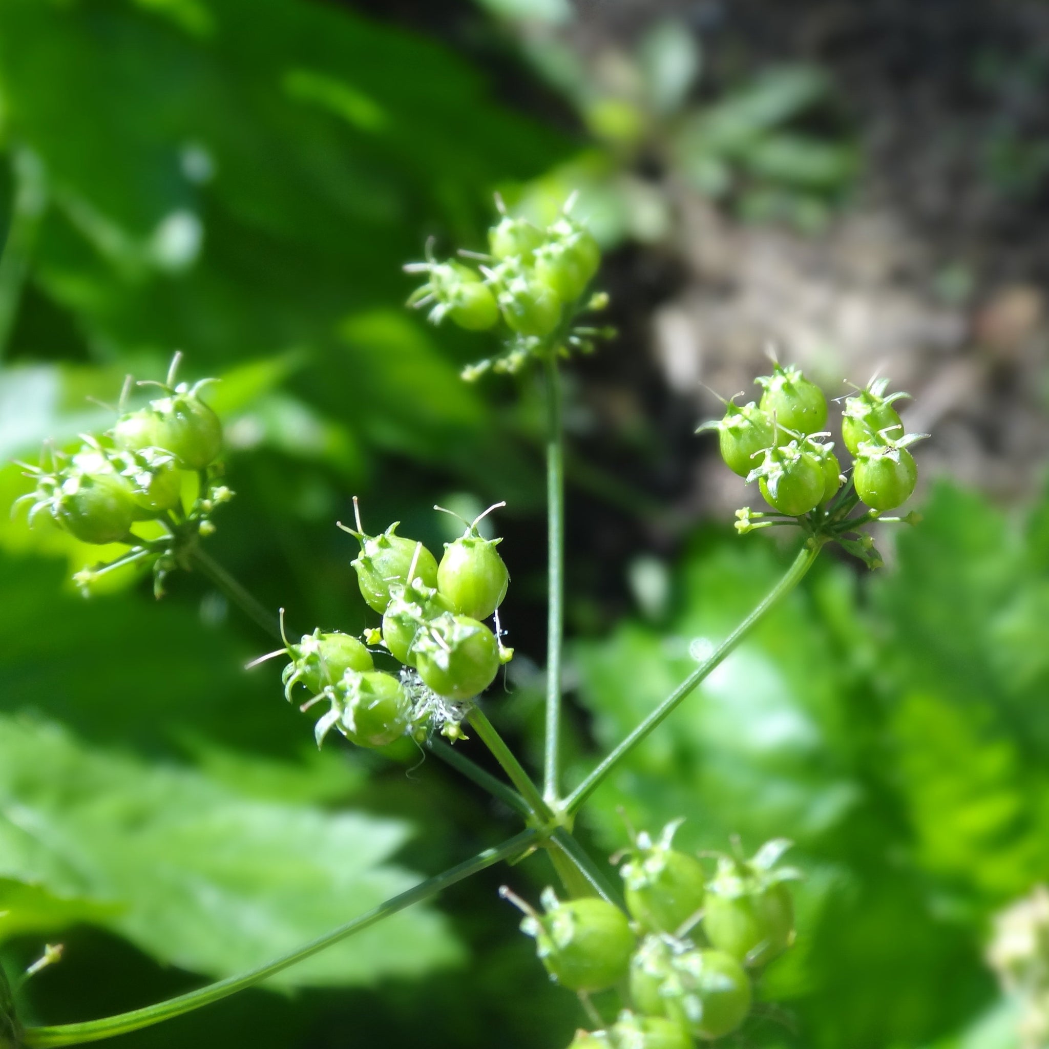 coriander seeds on the plant Cilantro: Coriander – Foundroot