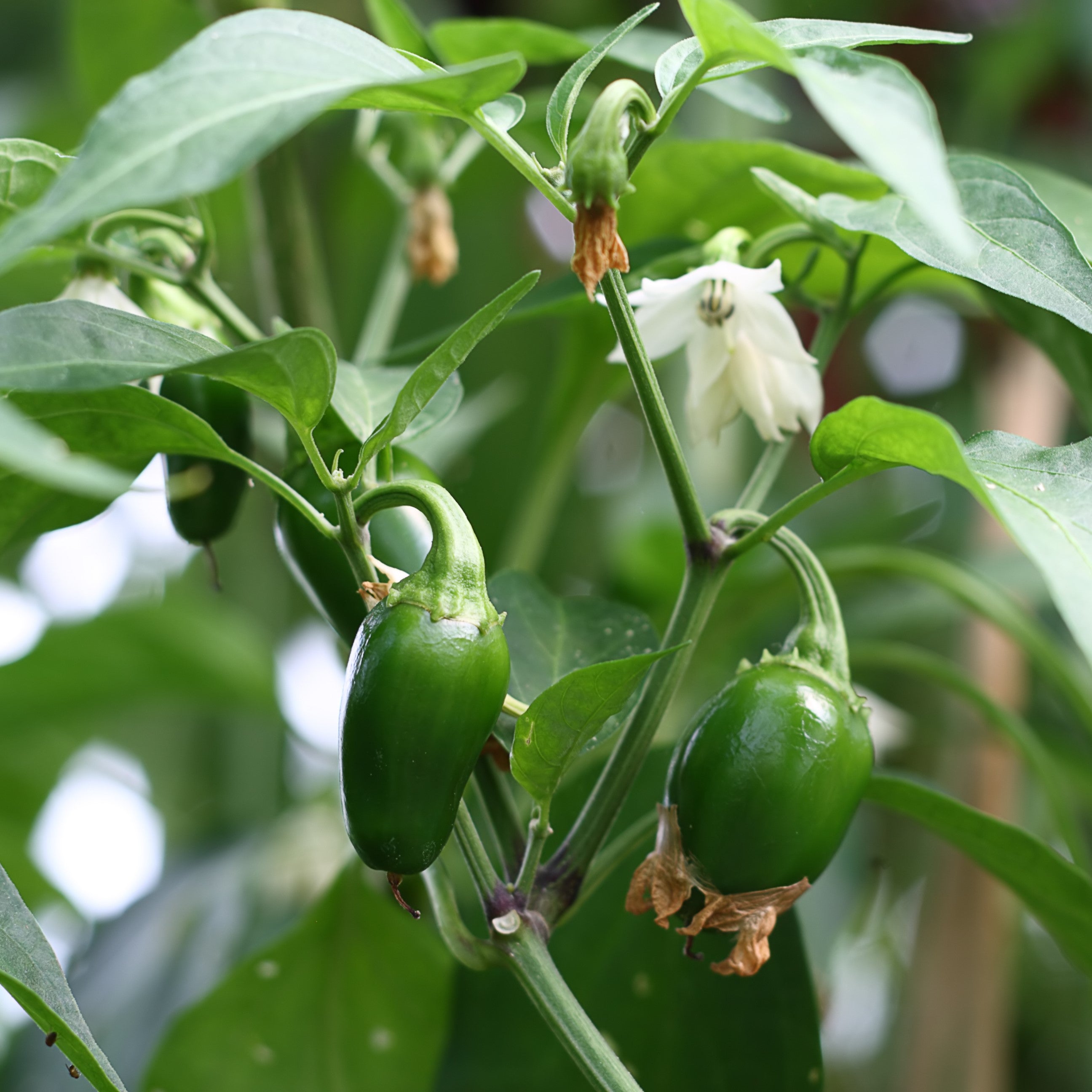 jalapeno plant from seed Pepper: Early Jalapeno