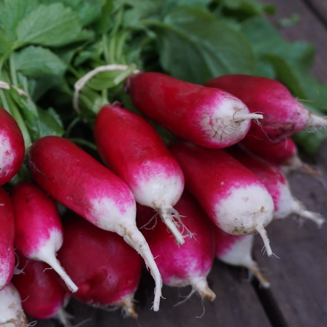 Radish: French Breakfast