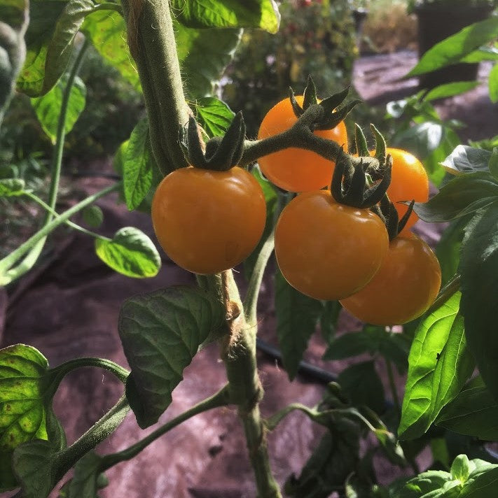 Tomato: Galina