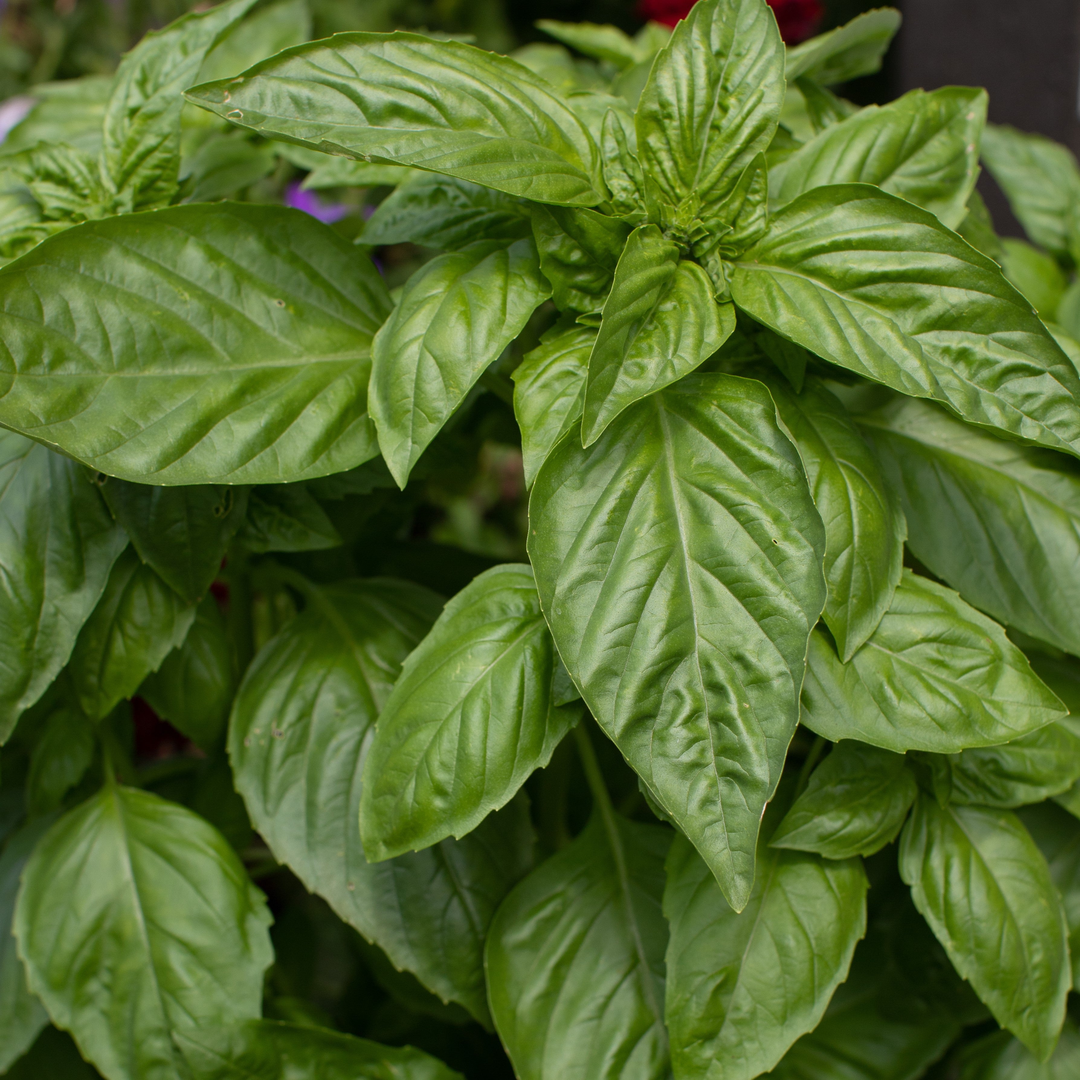 Basil: Genovese