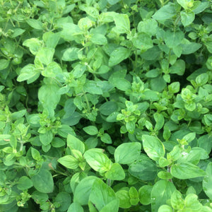 Oregano: Greek