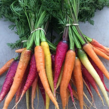 Load image into Gallery viewer, Carrot: Rainbow Mix
