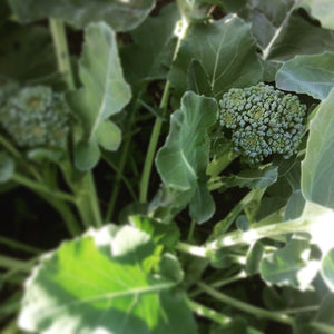 Broccoli: Waltham 29