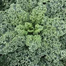 Load image into Gallery viewer, Kale: Blue Scotch Curled
