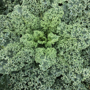 Kale: Blue Scotch Curled