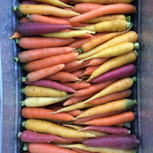 Carrot: Rainbow Mix