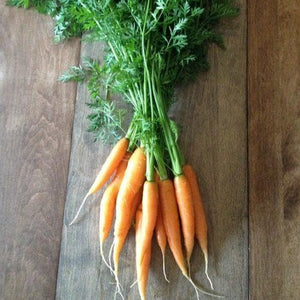 Carrot: Scarlet Nantes