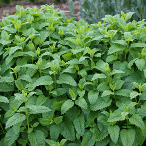 Lemon Balm: Common