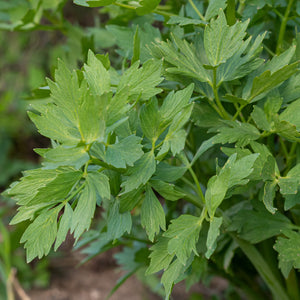 Lovage: Common