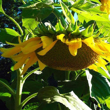Load image into Gallery viewer, Sunflower: Mammoth
