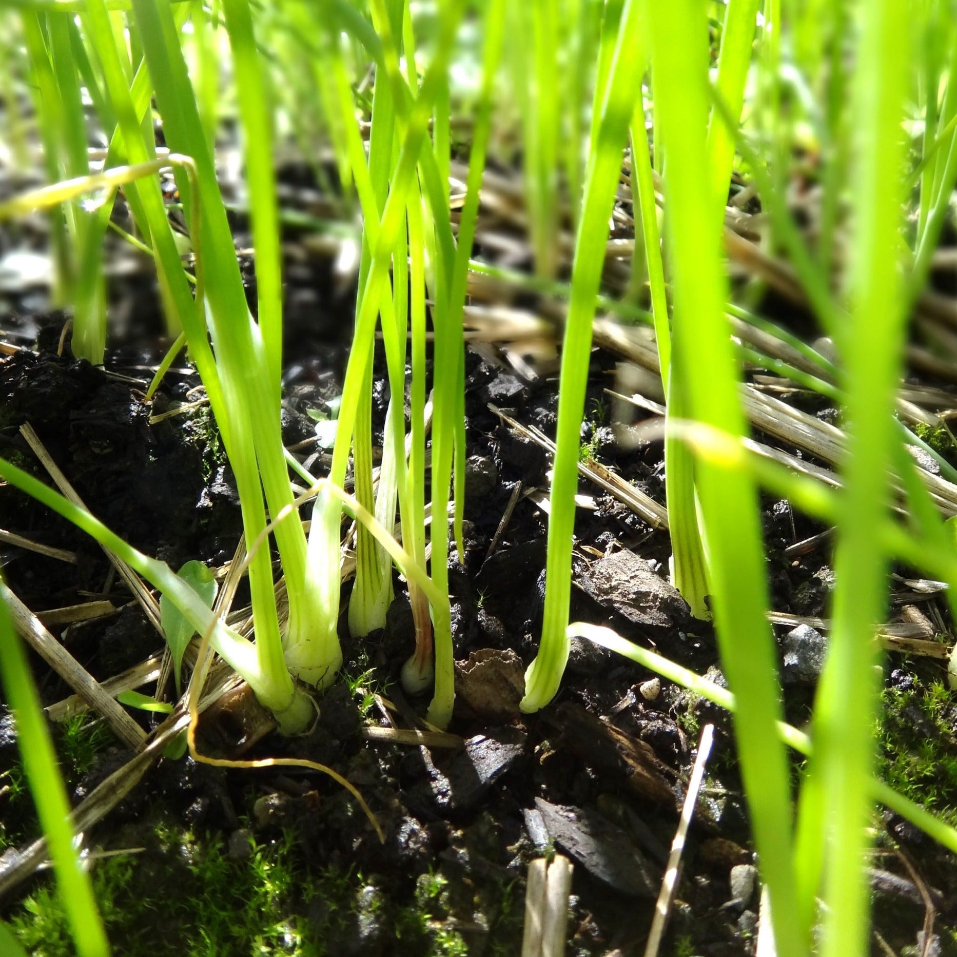 Onion: Nebuka – Foundroot