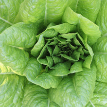 Load image into Gallery viewer, Lettuce: Parris Island Romaine

