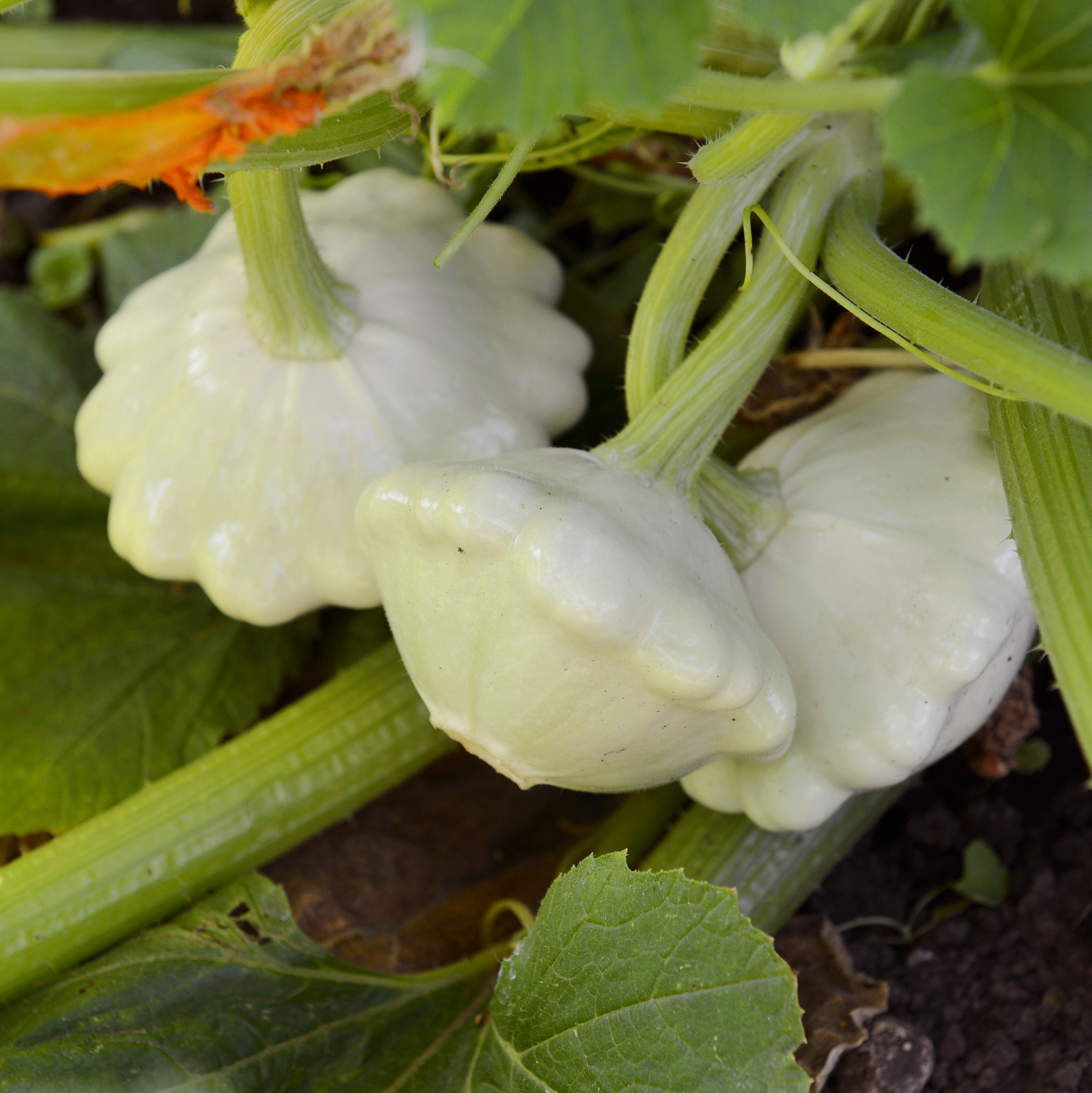 Squash: Bennings Green Tint – Foundroot