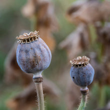 Load image into Gallery viewer, Poppy: Garden Breadseed
