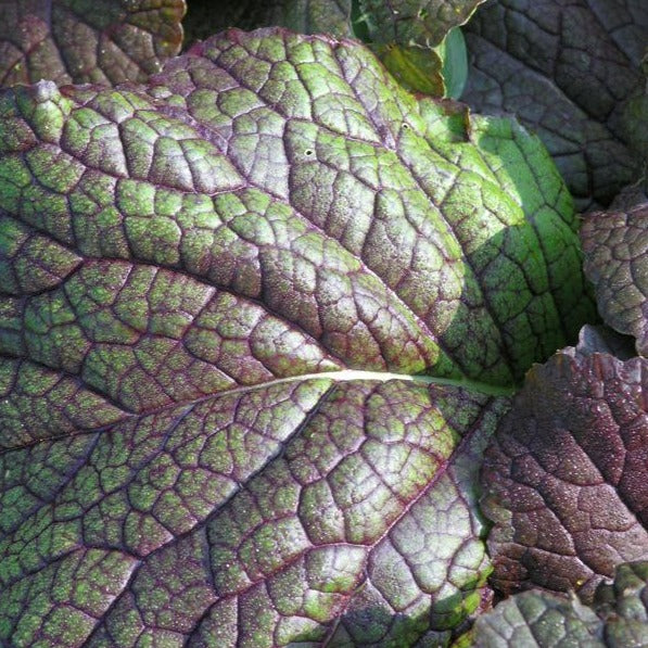 Mustard Greens - Red Giant