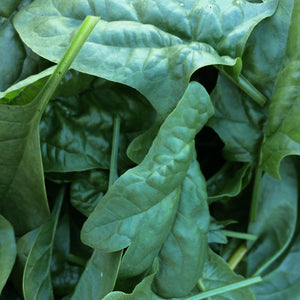 Spinach: Bloomsdale Long Standing