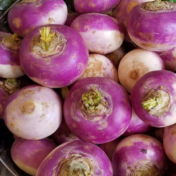 Turnip: Purple Top