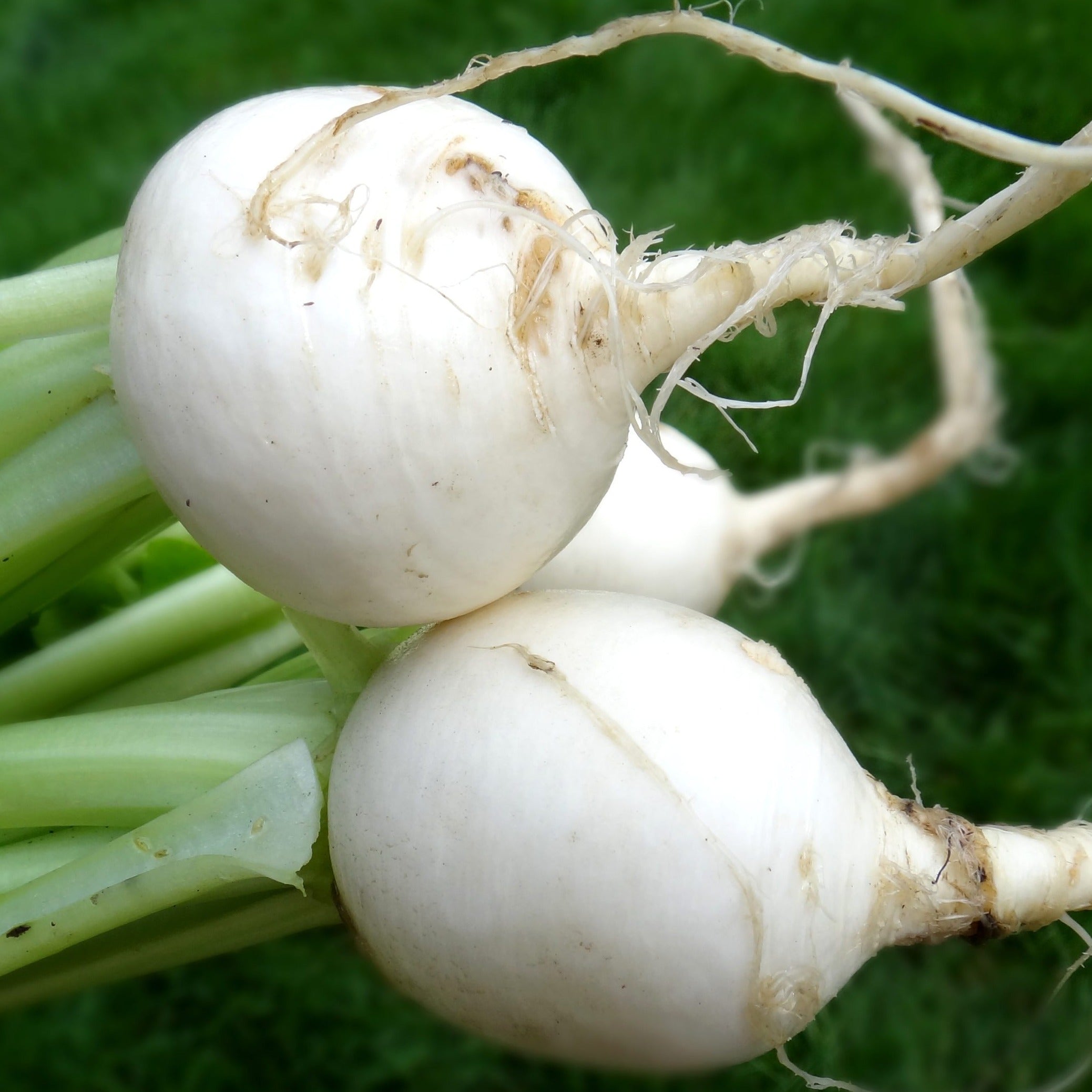 Micro Turnips White Turnips