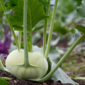 Kohlrabi: White Vienna