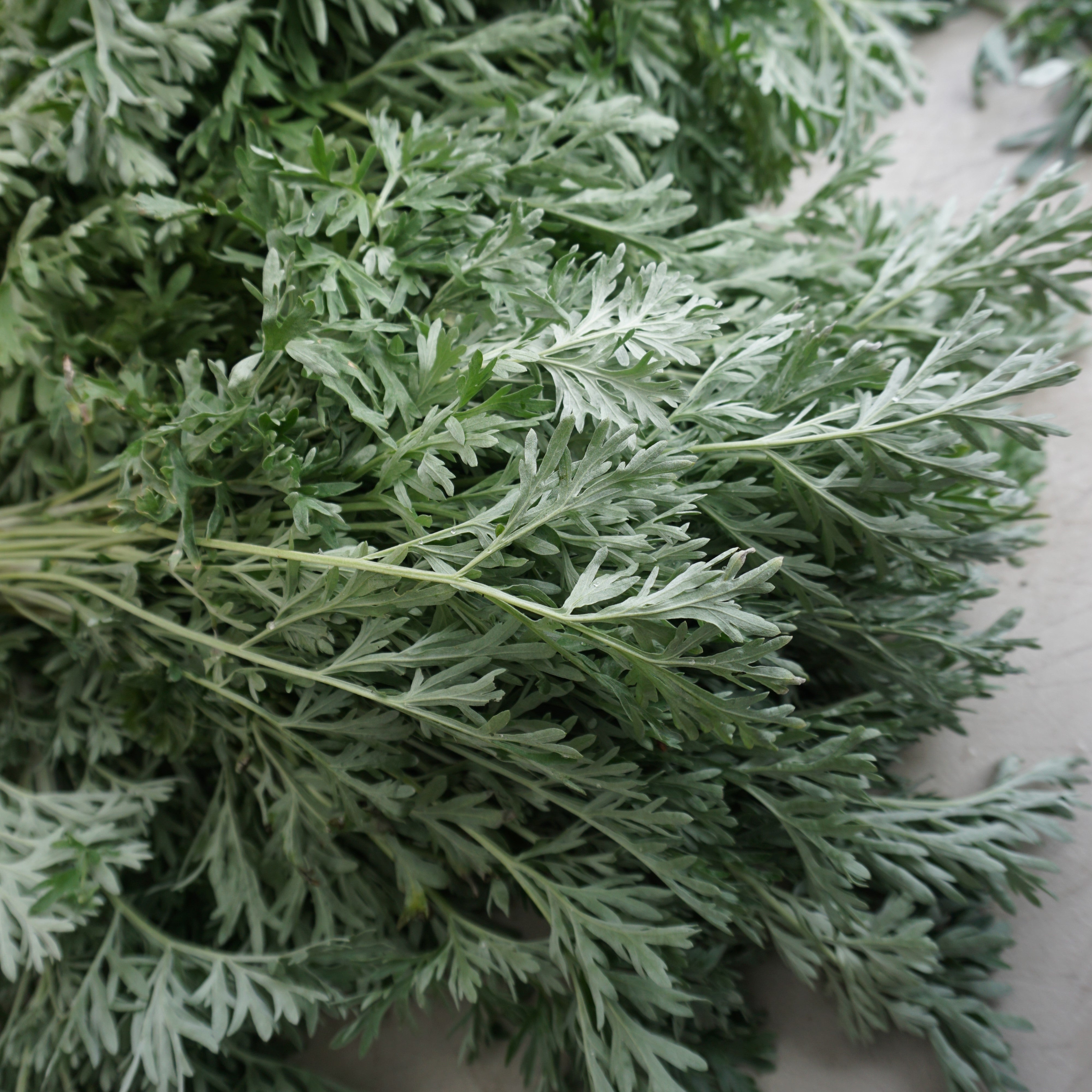 Artemisia absinthium- Wormwood