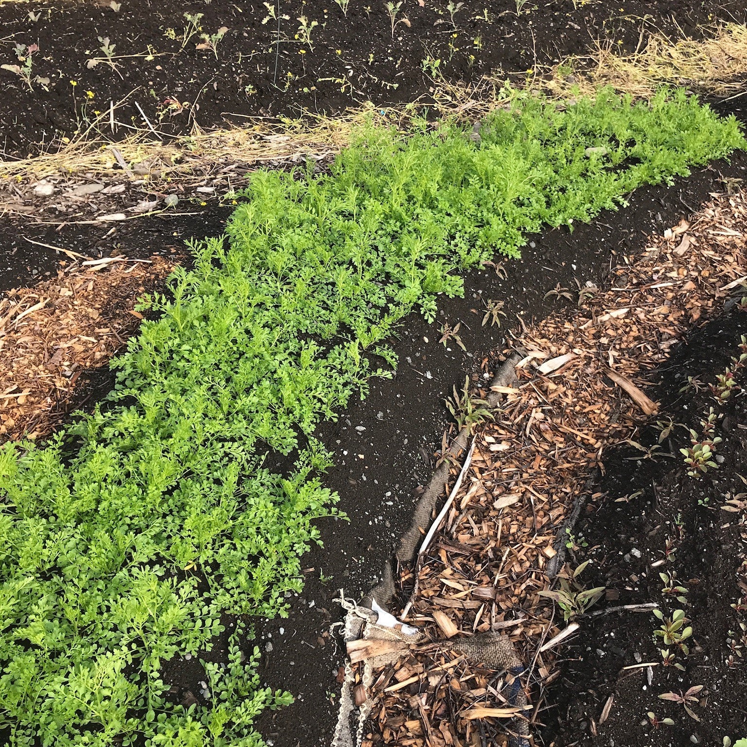 garden cress seeds in nepali Cress: Chamsur – Foundroot