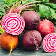 Load image into Gallery viewer, Beet: Chioggia
